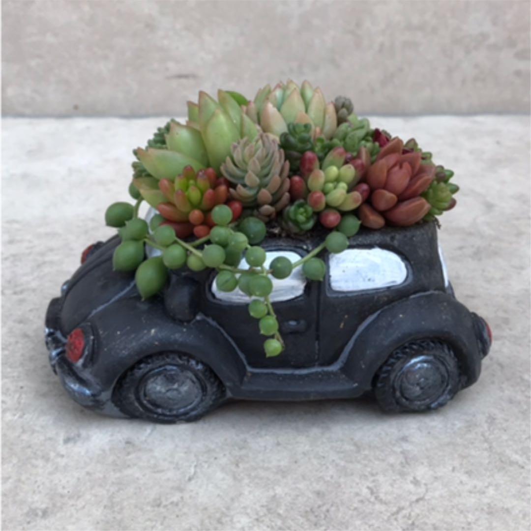 ★多肉  寄せ植え〜flower 29car  黒〜★