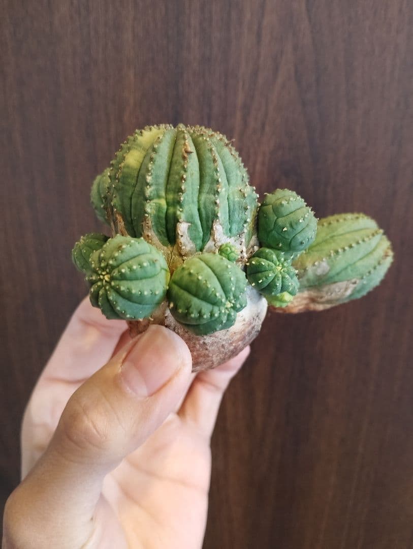希少 ユーフォルビア オベサ 斑入り