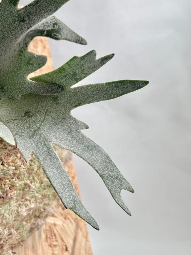 P. Willinckii Omg(spore) 【22】