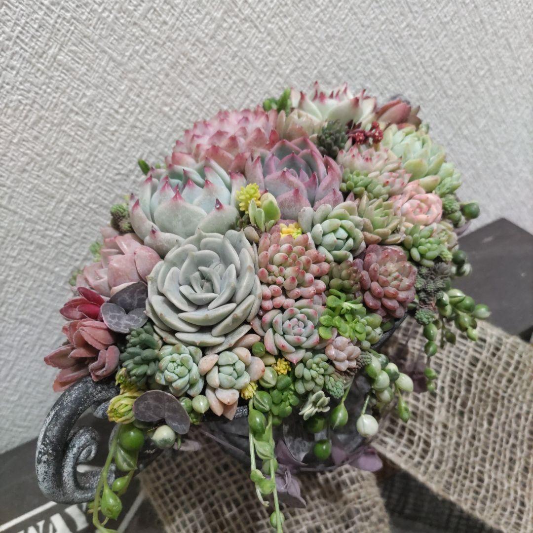 多肉植物 ♡そのまま飾れる寄せ植え♡ヴィンテージプランター✩.*˚