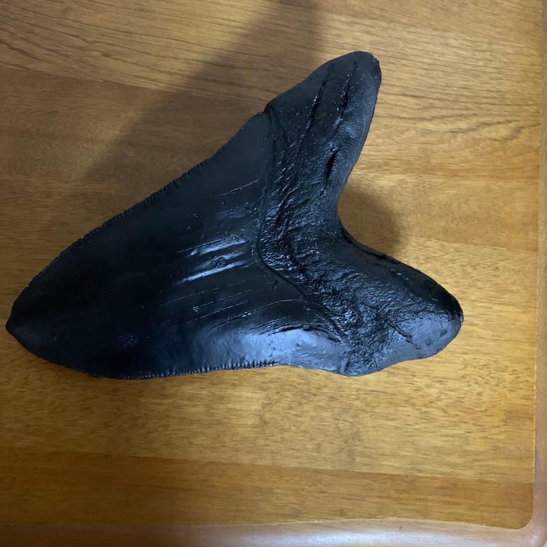 メガロドンの歯レプリカ ￼(ジャンク品)
