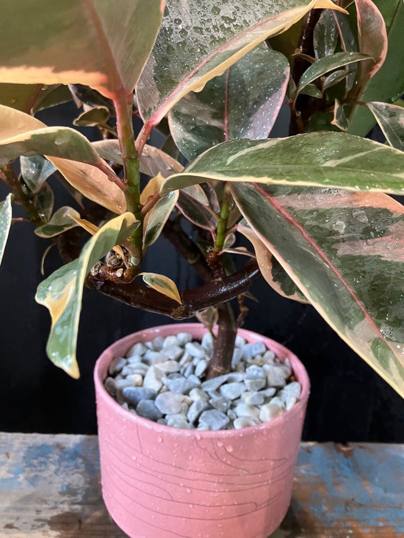人気品種❗️ フィカス　ルビー　ゴムの方　 観葉植物　プレゼント　お祝い