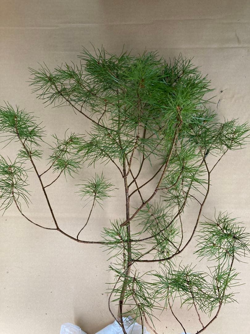 ムツマル