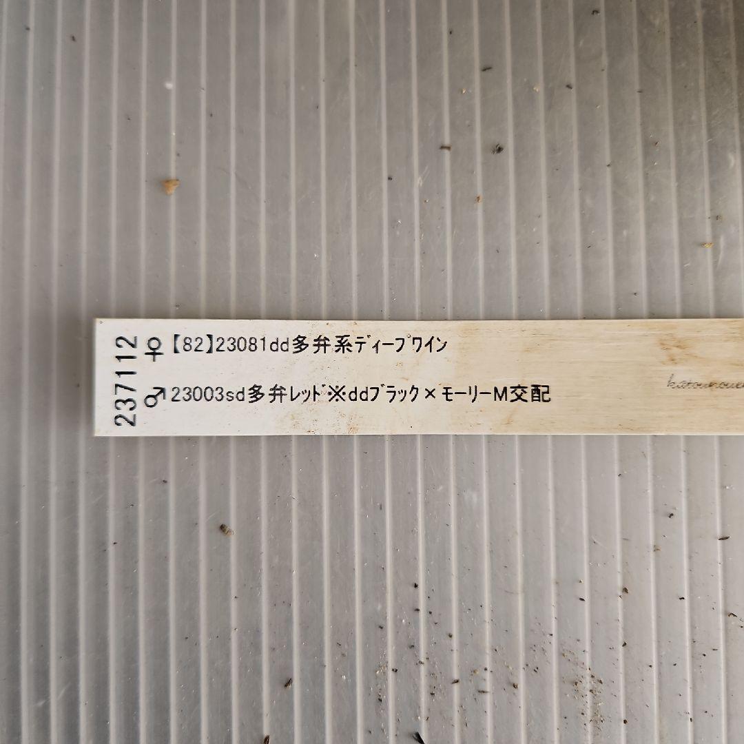 ㉖-489クリスマスローズ