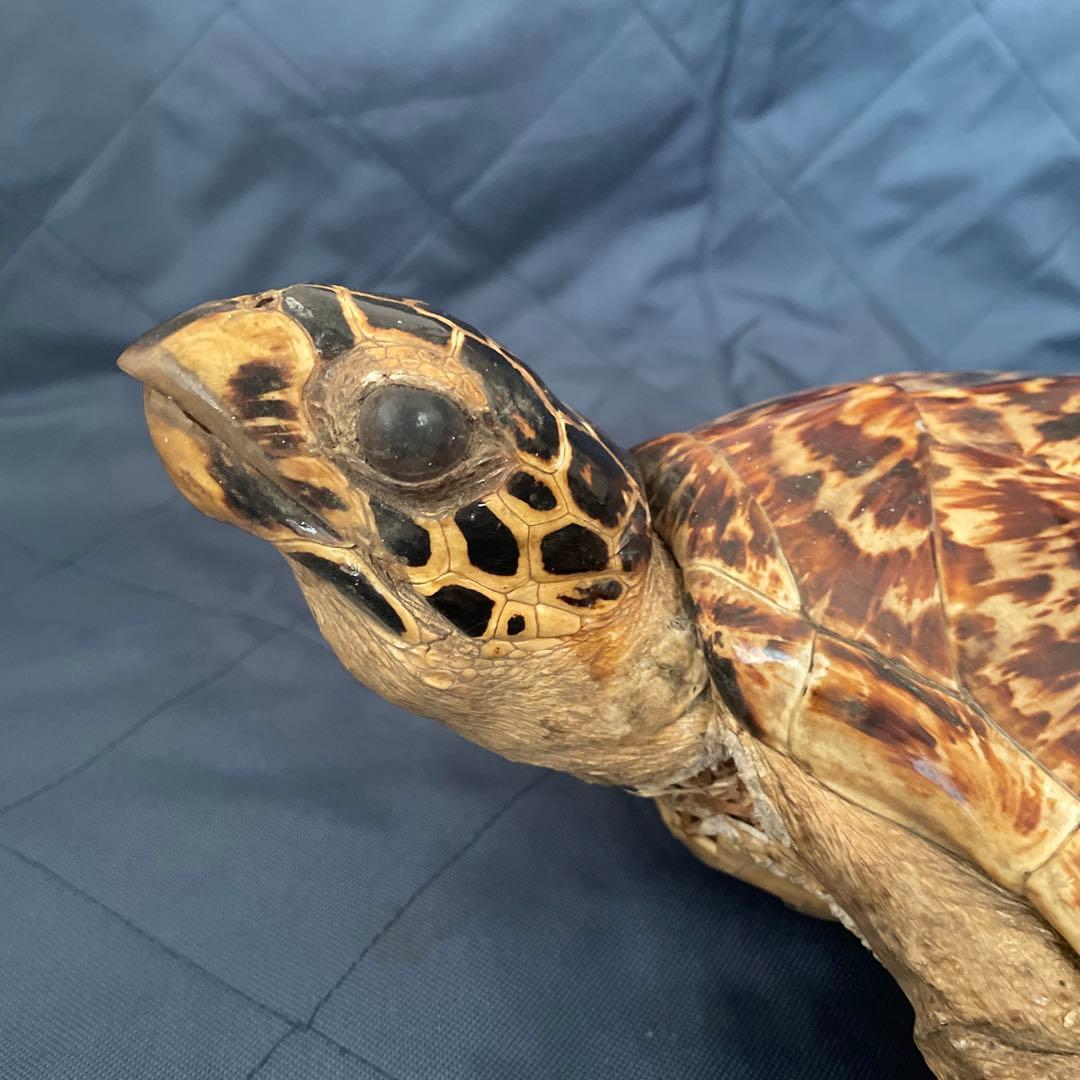 タイマイ　ウミガメ　剥製　国際希少野生動植物種登録票有り