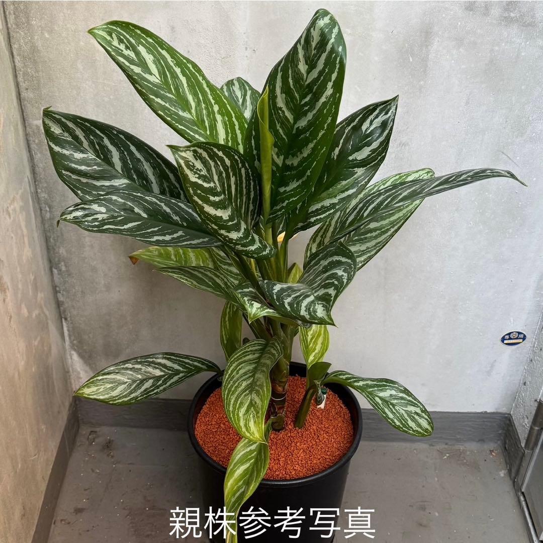 アグラオネマ ニティドゥム カーティシー 観葉植物 LEON レオン 11