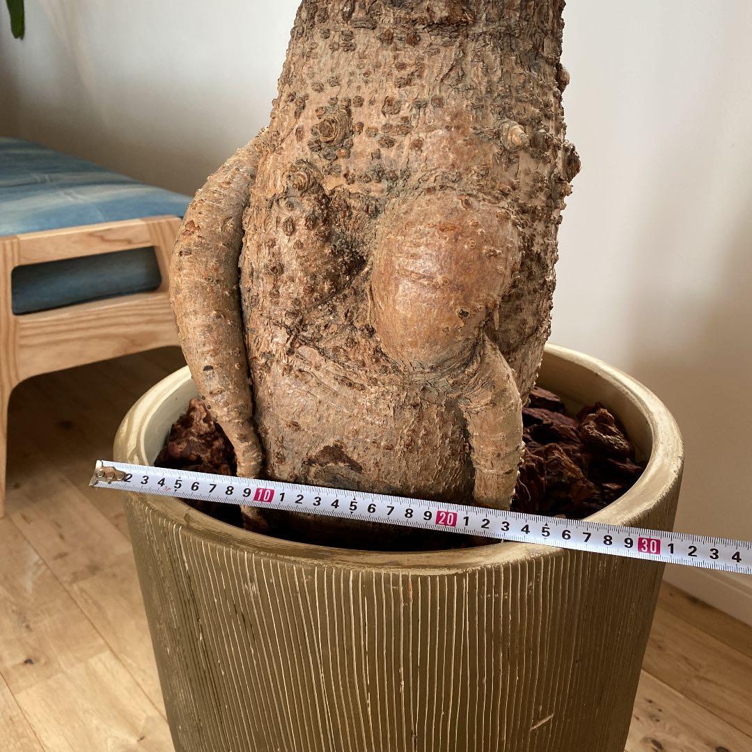 ボトルツリー　ブラキキトン　巨大なため引き取り限定でお願いします
