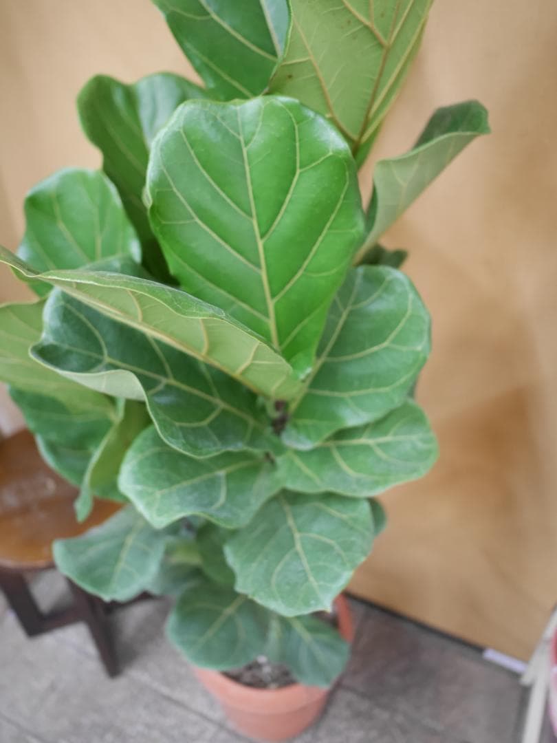 フィカス　カシワバゴムの木　観葉植物　8号　約115センチ