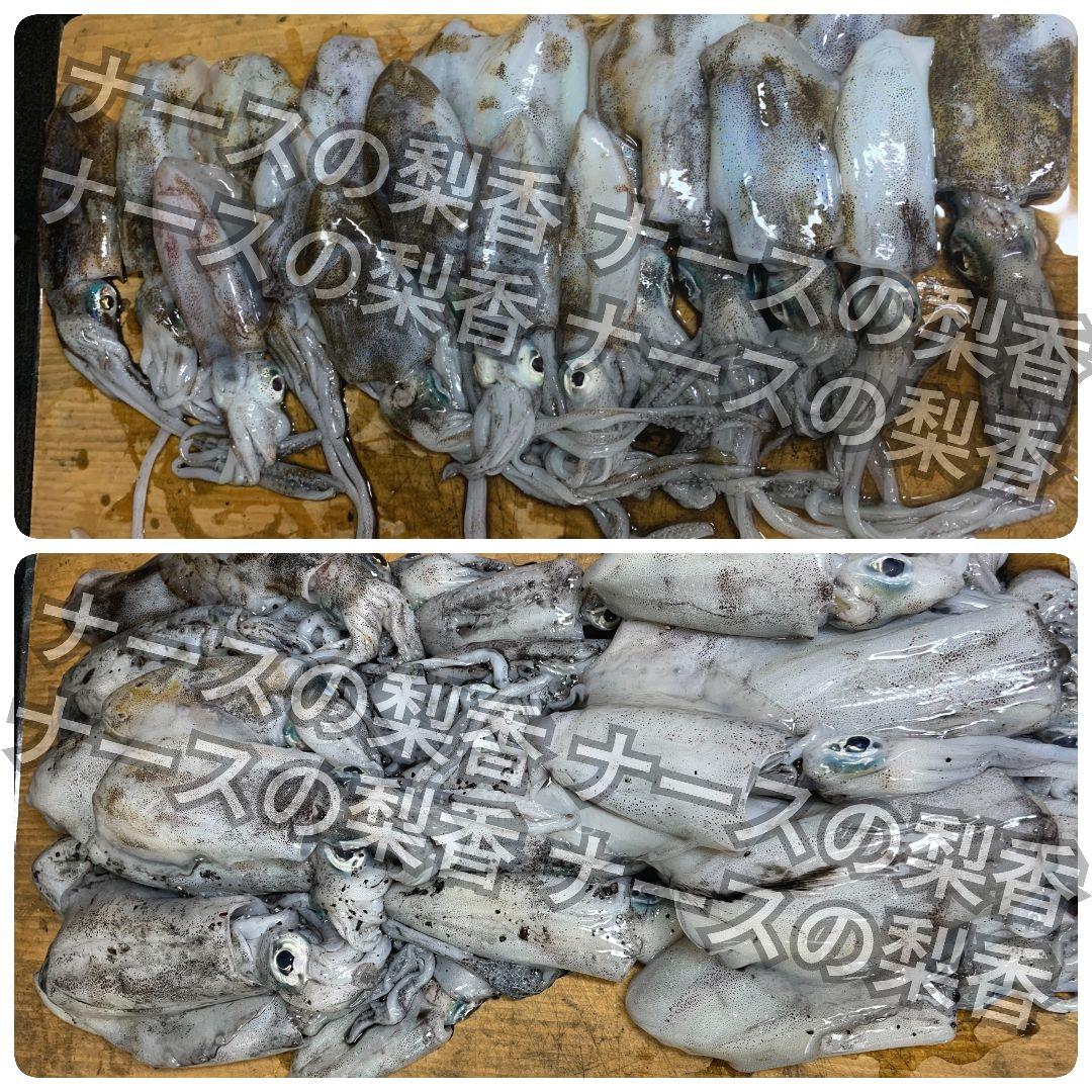 合計３０本セット