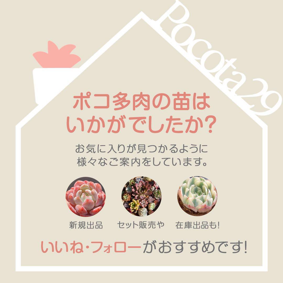 エケベリア　韓国苗　大苗　ムーンフェアリー錦　多肉植物　ポコ多肉