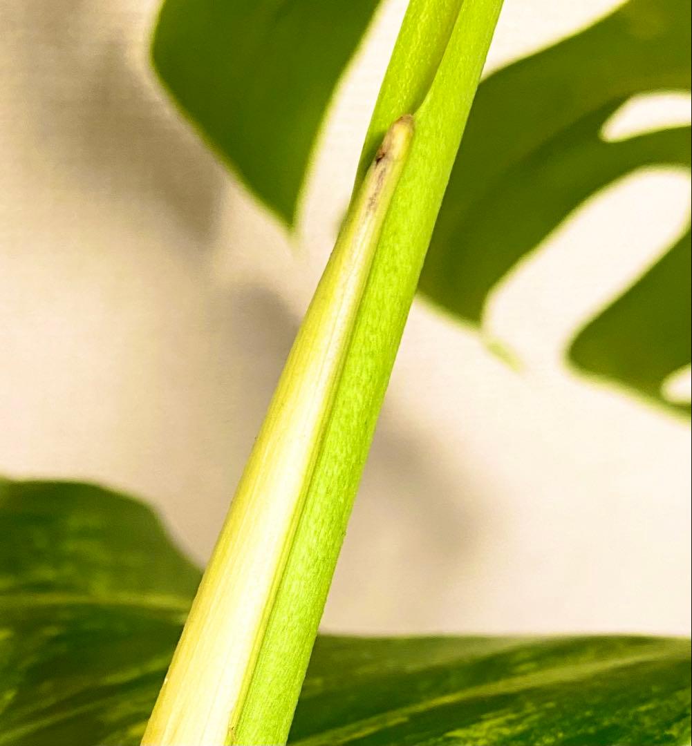 極太茎2㎝／大葉29㎝ ／脇芽・成長点有 イエローマリリン モンステラ 班入り㉟