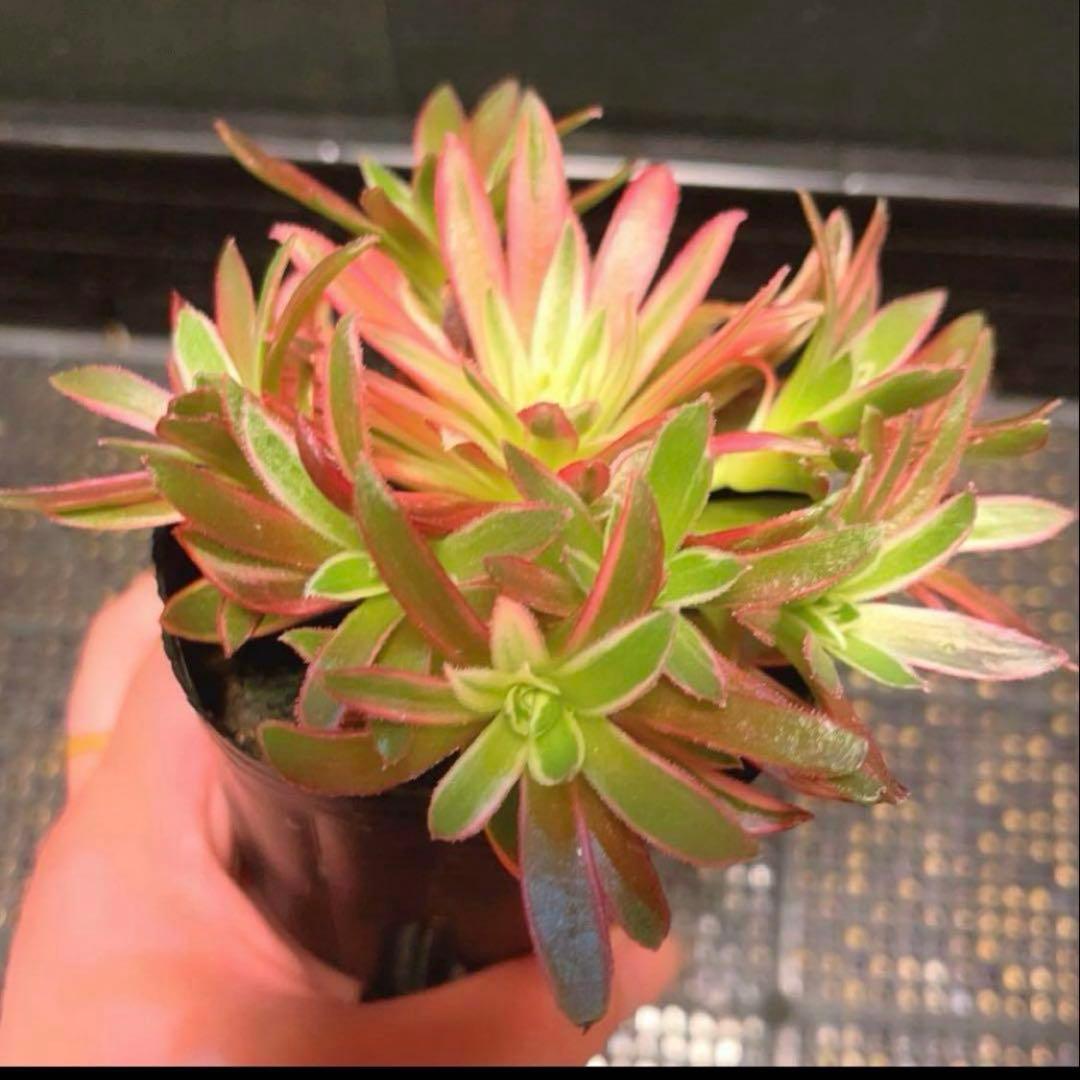93 #多肉植物アエオニウム錦❤️朱雀❤️フェニックフレイム錦❤️9頭12cm拔き苗