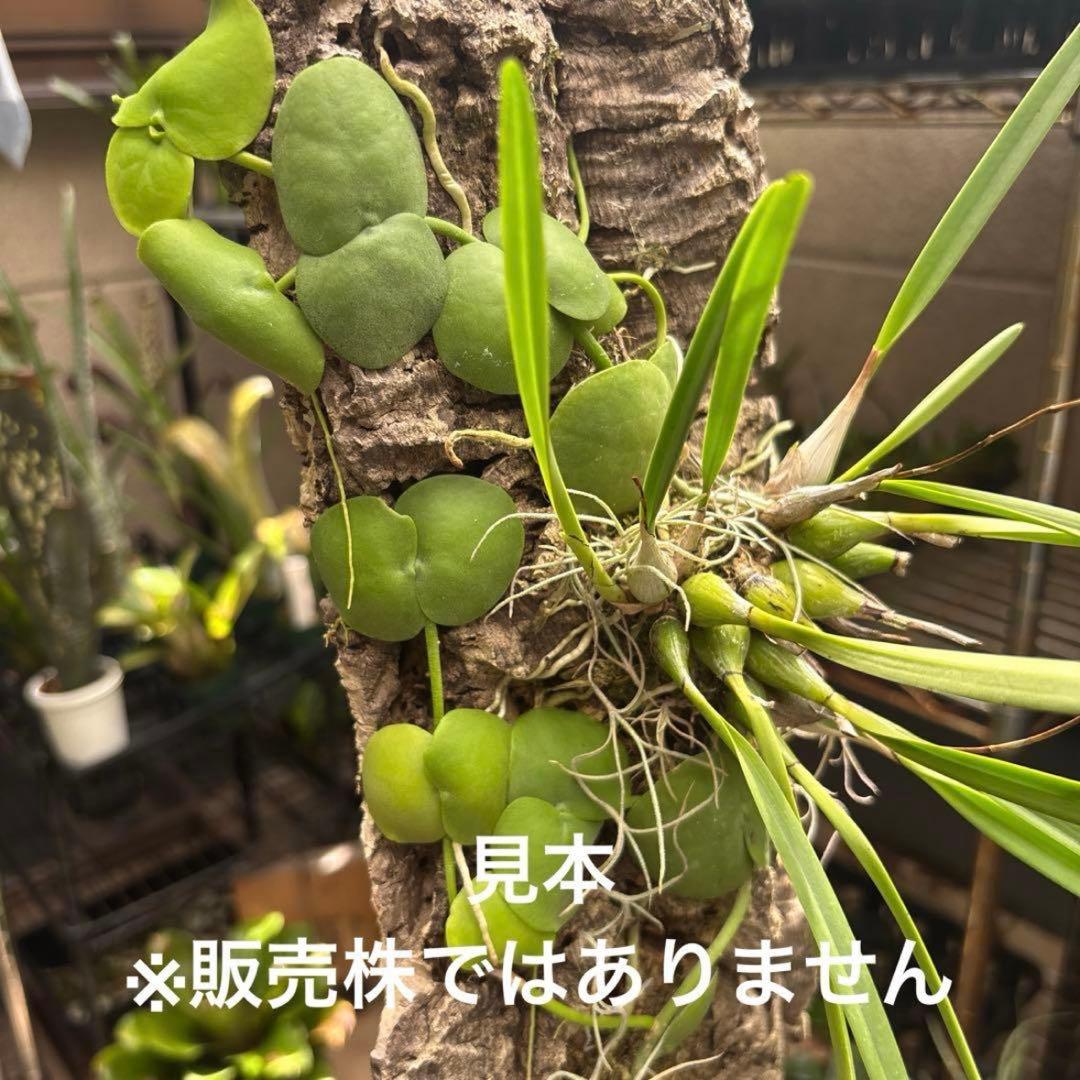 コルク着生にオススメ着生植物6種類セットＡ