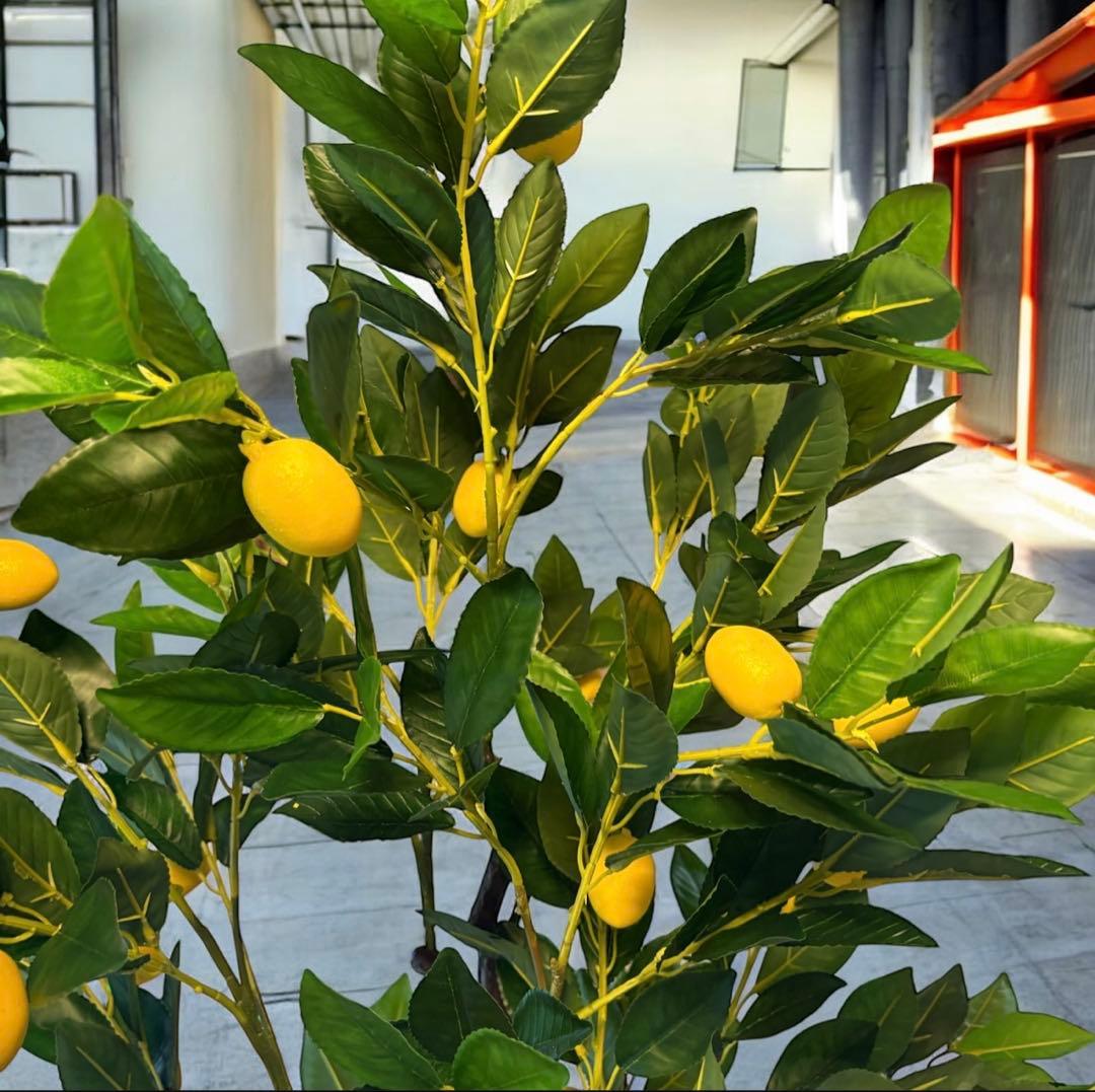 光触媒　人工観葉植物　ウォールグリーン　フェイクグリーン　レモンの木16065