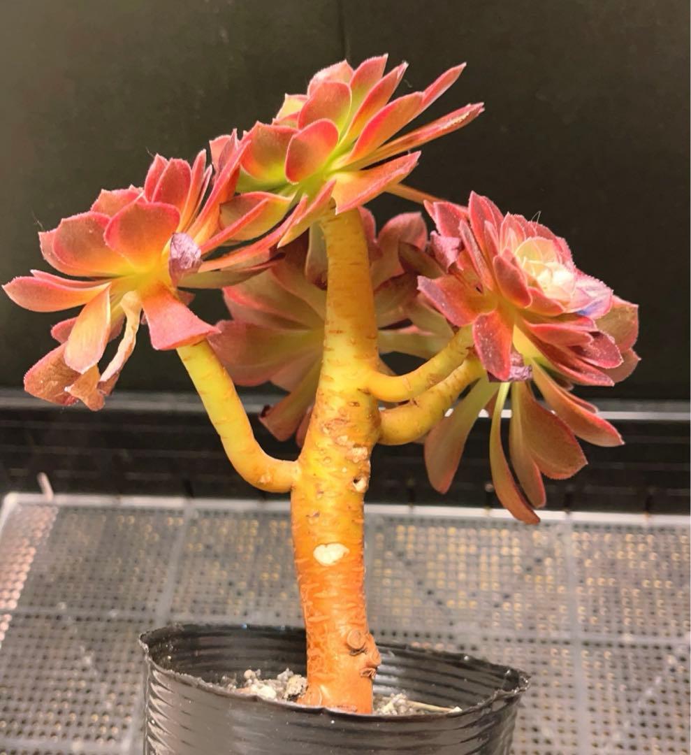 78#多肉植物アエオニウム錦❤️ ハロウィンイエロー錦❤️5頭17cm 鉢土付き出荷