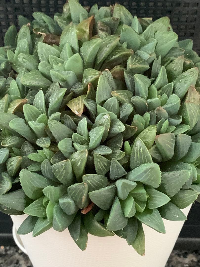 ❣️厳選❣️多肉植物❣️ハオルチア❣️ムチカ❣️群生株❣️鉢ごと❣️