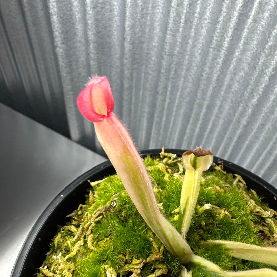 その他観葉植物 Heliamphora cv. 'BCP Flamingo'