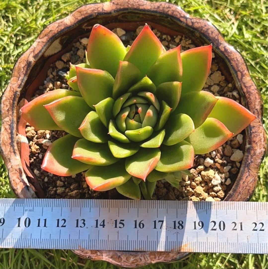 多肉植物❤️フロリディティール ❤️1大頭5小頭11cm拔き苗三年生セダム  おまけ