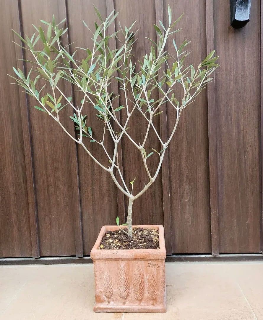 オリーブの木　エルグレコ　イタリア製スクエア型テラコッタ鉢植え　苗