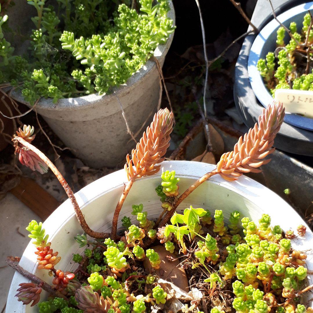 多肉植物　組み合わせ自由