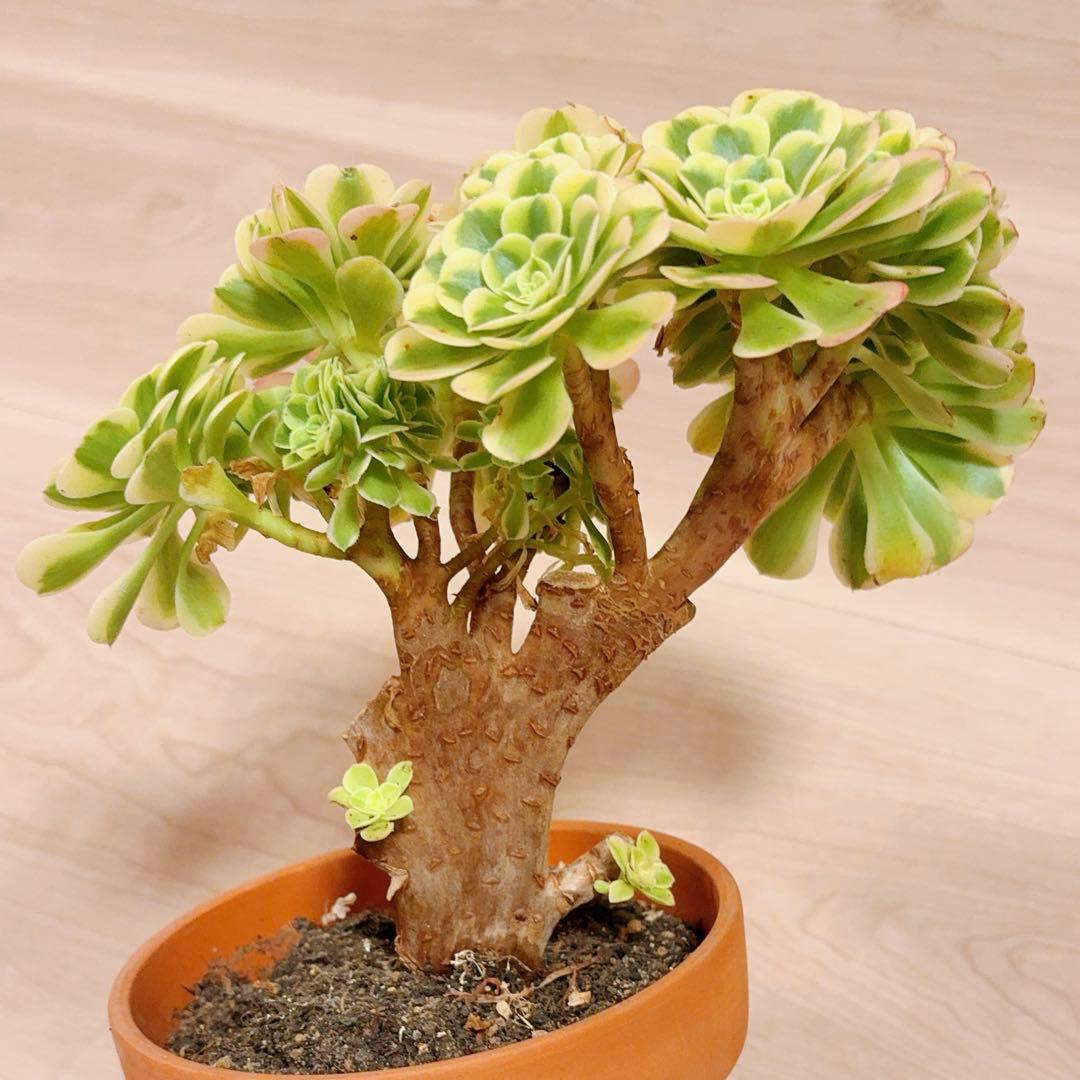 58#多肉植物アエオニウム錦❤️ グリーンメデューサセッカ❤️ 25cm 拔き苗