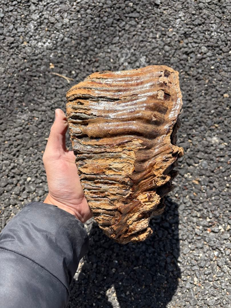 20cm マンモスの歯　化石