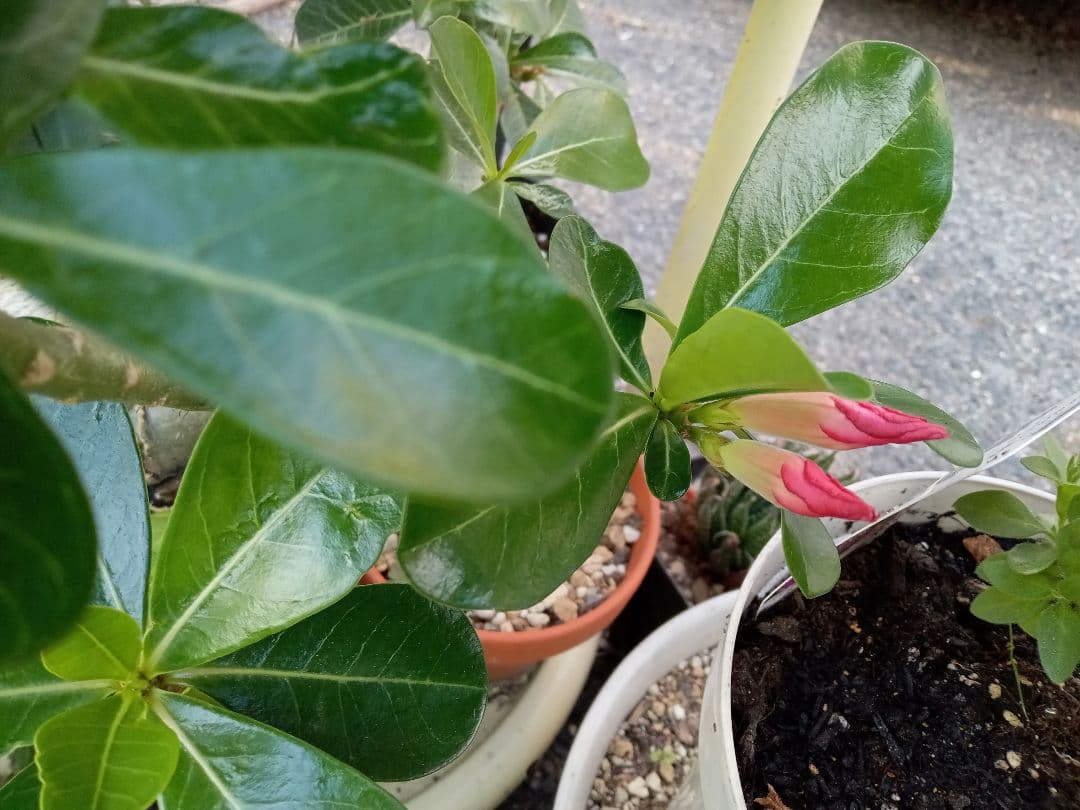 開花開始　アデニウム　花芯は白のグラデーション