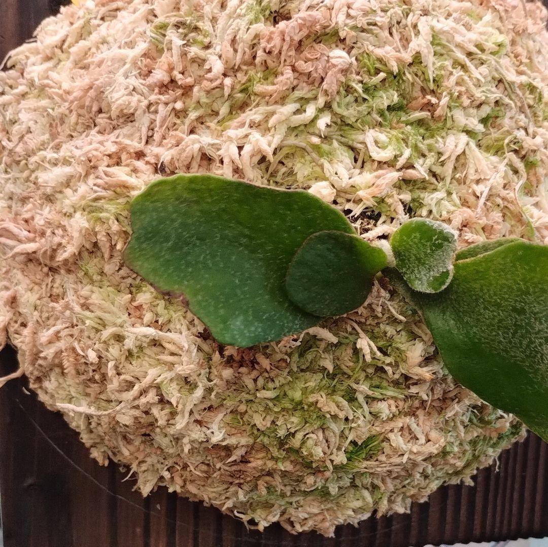 乾燥水苔 ニュージーランド産 AAAA＋グレード1kg(80L) 新品、送料無