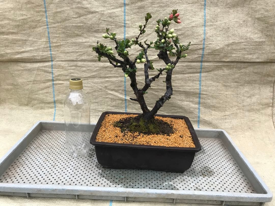 木瓜(ボケ)・放春花 春の泉 角鉢(咲分け保証品)