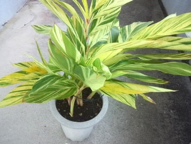 黄斑入り　フイリ　月桃　苗　キフゲットウ　金運　観葉植物　げっとう