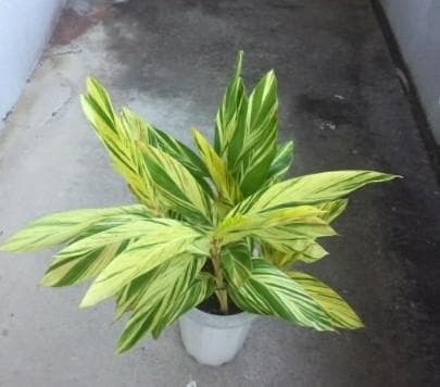 黄斑入り　フイリ　月桃　苗　キフゲットウ　金運　観葉植物　げっとう