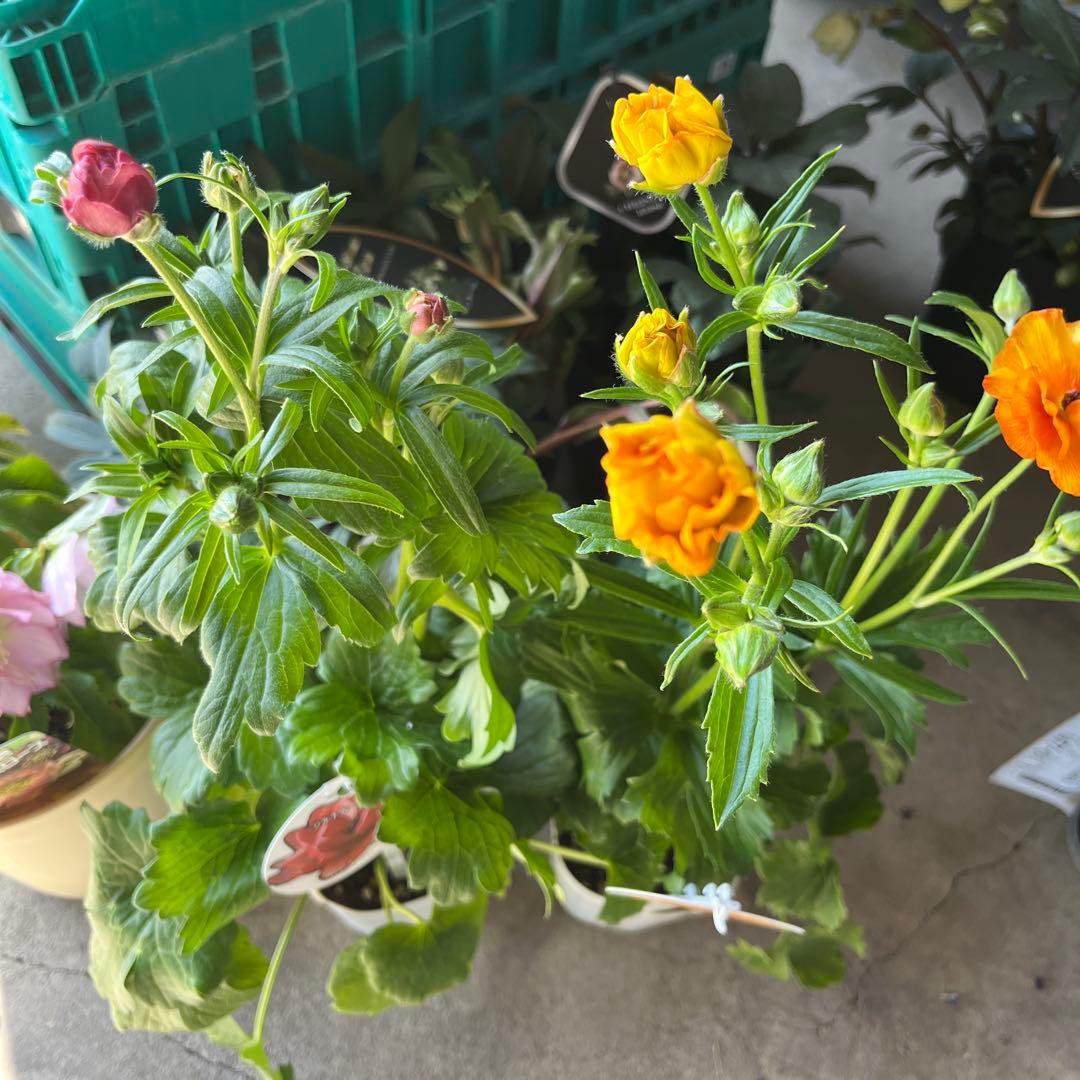 ルブの森★