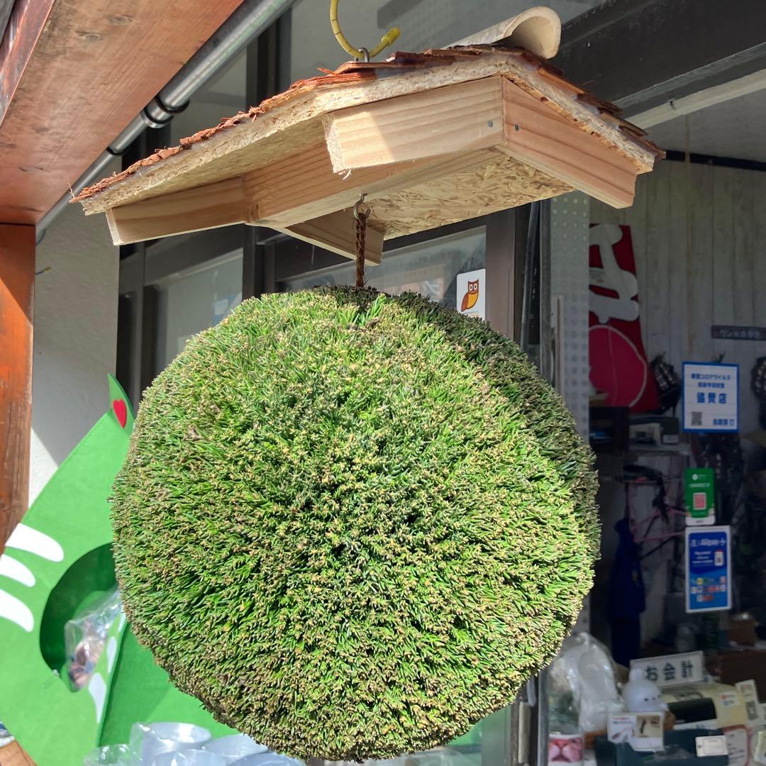 杉玉【屋根付き】①