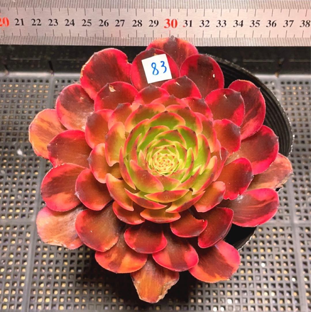 83#多肉植物アエオニウム錦❤️ 花火❤️1大頭3小頭16cm拔き苗