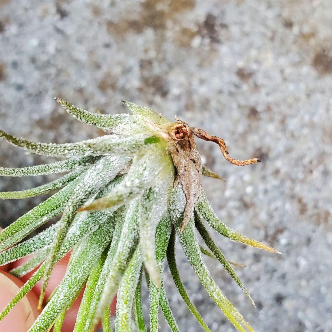 子株　Tillandsia ionantha Fuego Yell