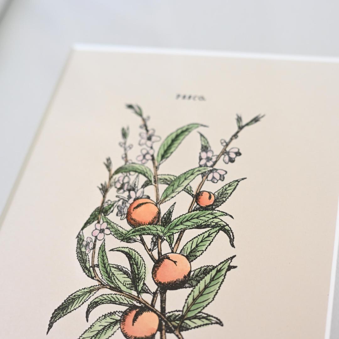 モモの植物図譜アート｜額装ポスター｜ダイニングに飾る果実インテリア