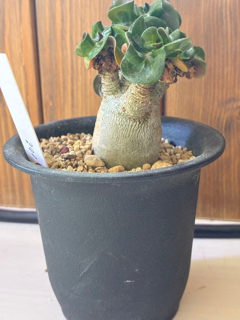 アデニウムDHA