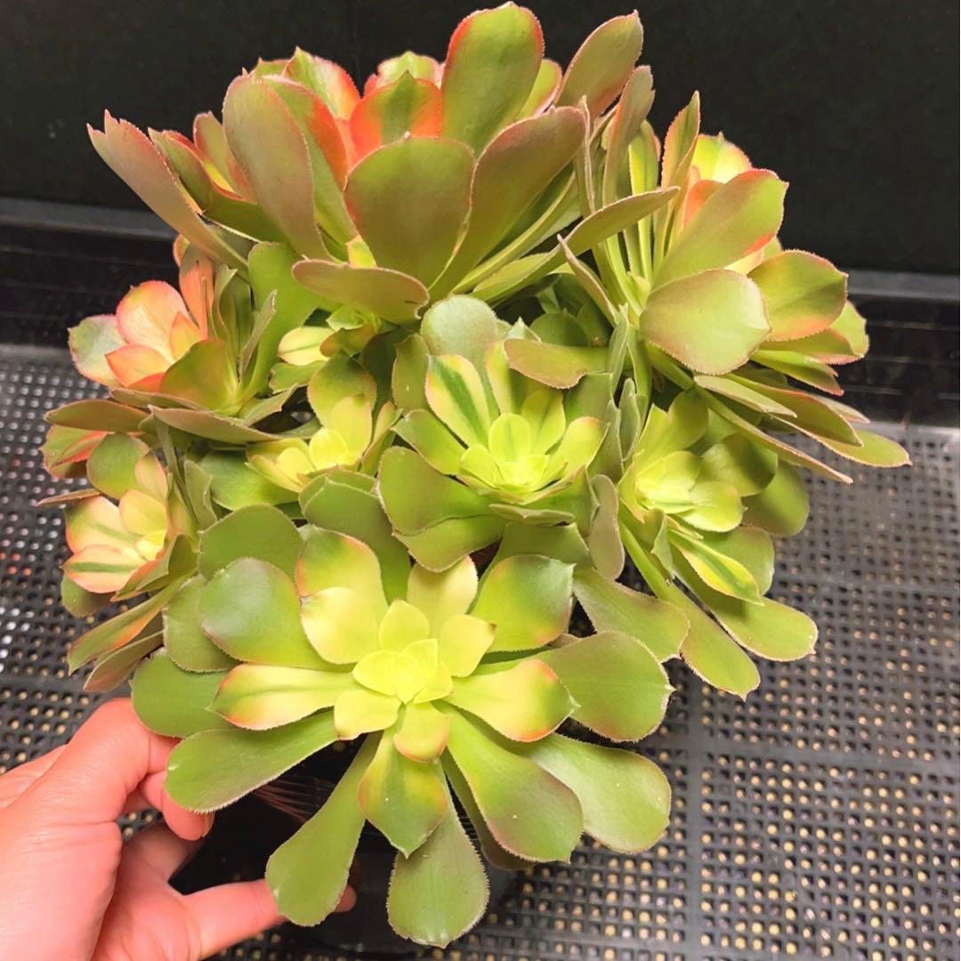 99 #多肉植物アエオニウム錦❤️ 洛神❤️12頭24cm拔き苗！