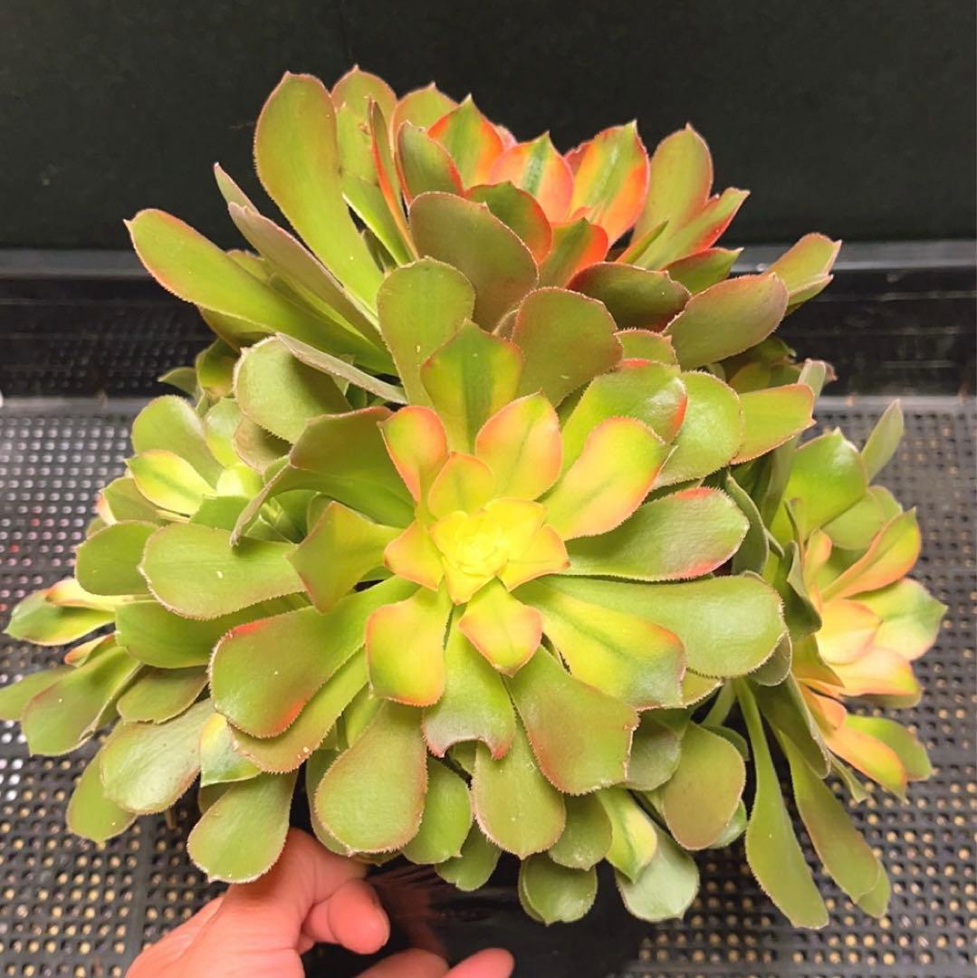 99 #多肉植物アエオニウム錦❤️ 洛神❤️12頭24cm拔き苗！