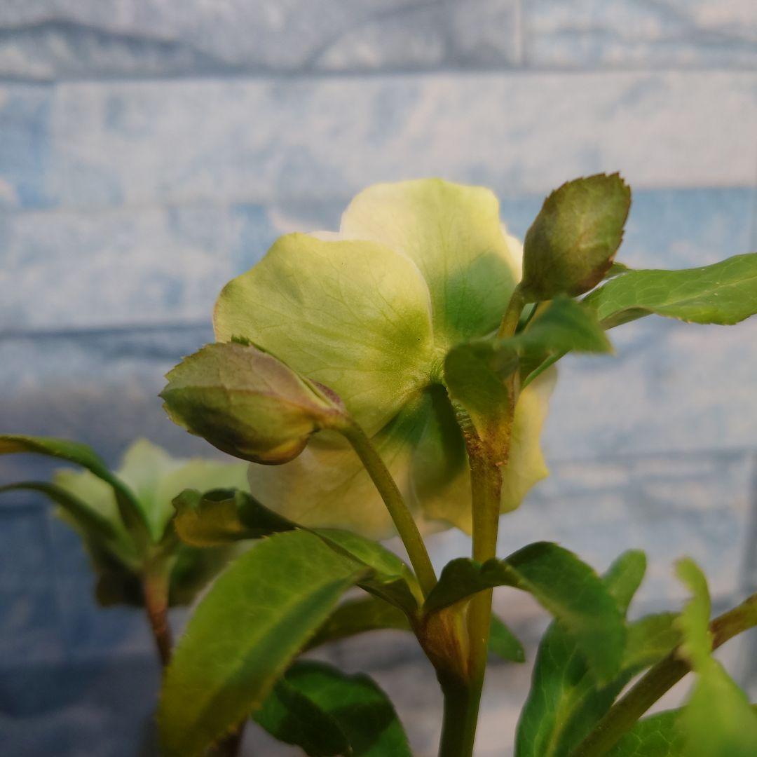 ☀️ クリスマスローズ開花株☀️ 6号スリットポット植え ☀