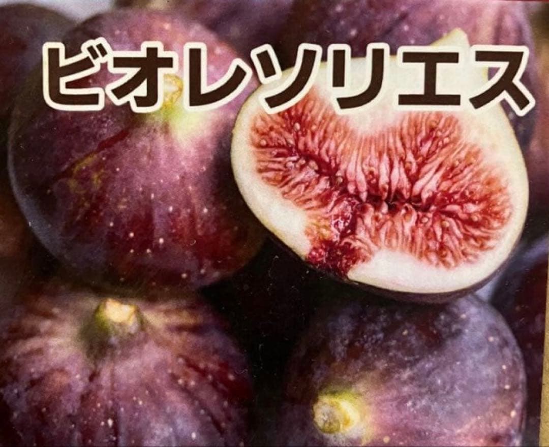 極甘！黒いちじく食べ比べセット【ヌアールドカロン＆ビオレソリエス】挿し木2年苗