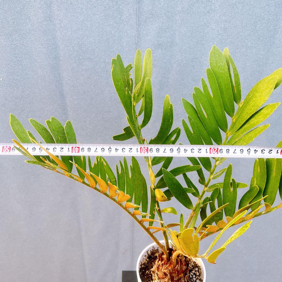 現品　ソテツ　蘇轍　ザミア　ドライガーデン　2番　庭植え　地植え　インテリア