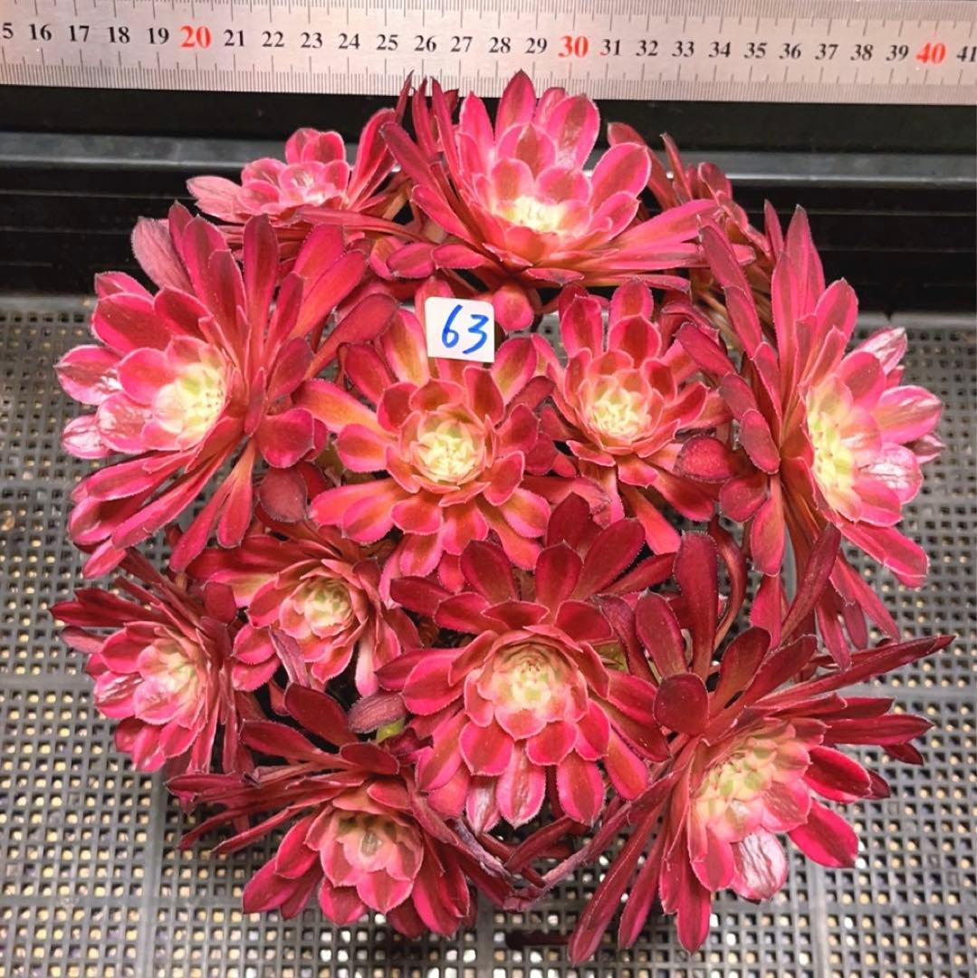 63#多肉植物アエオニウム錦❤️仙墨❤️12頭26cm拨き苗