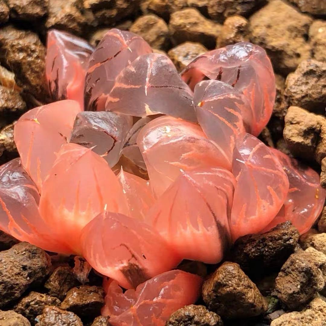 O*Z様 多肉植物　ハオルチア　赤水晶オブツーサ錦　鮮明錦　糊斑