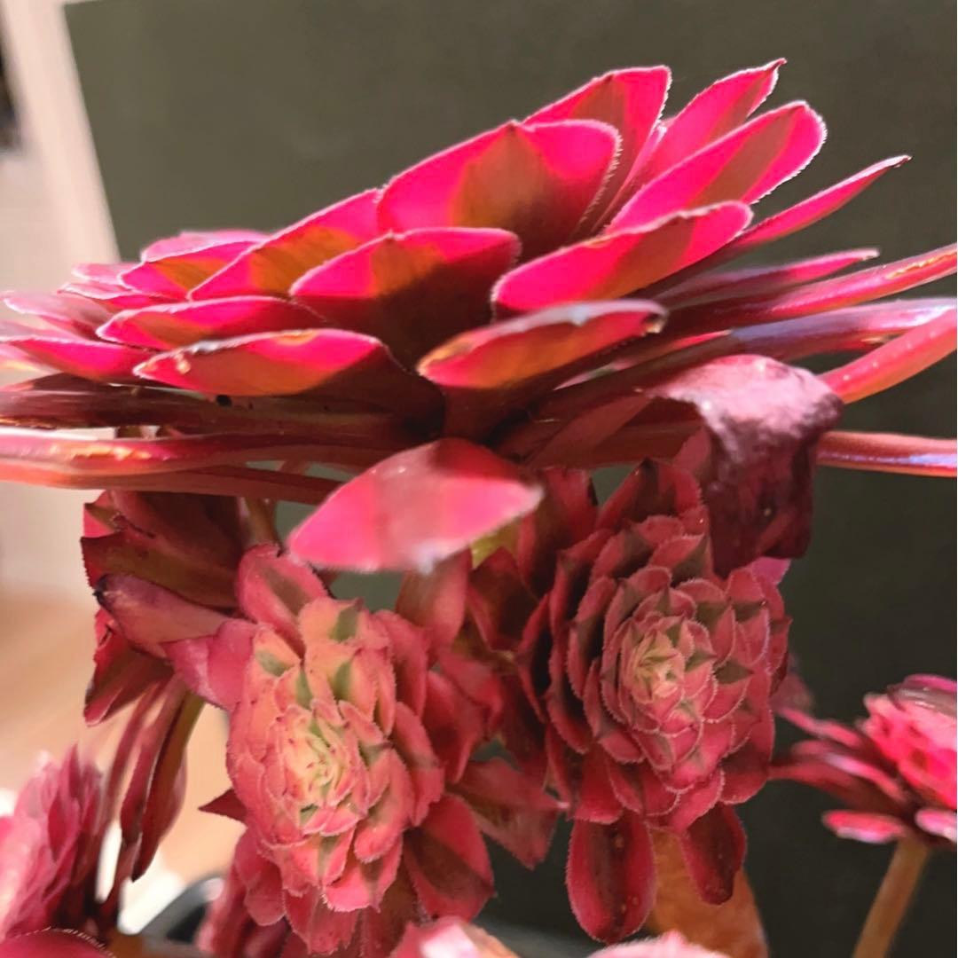 68#多肉植物アエオニウム錦❤️ガーネット白斑錦❤️1大頭13小頭29cm 鉢土付き