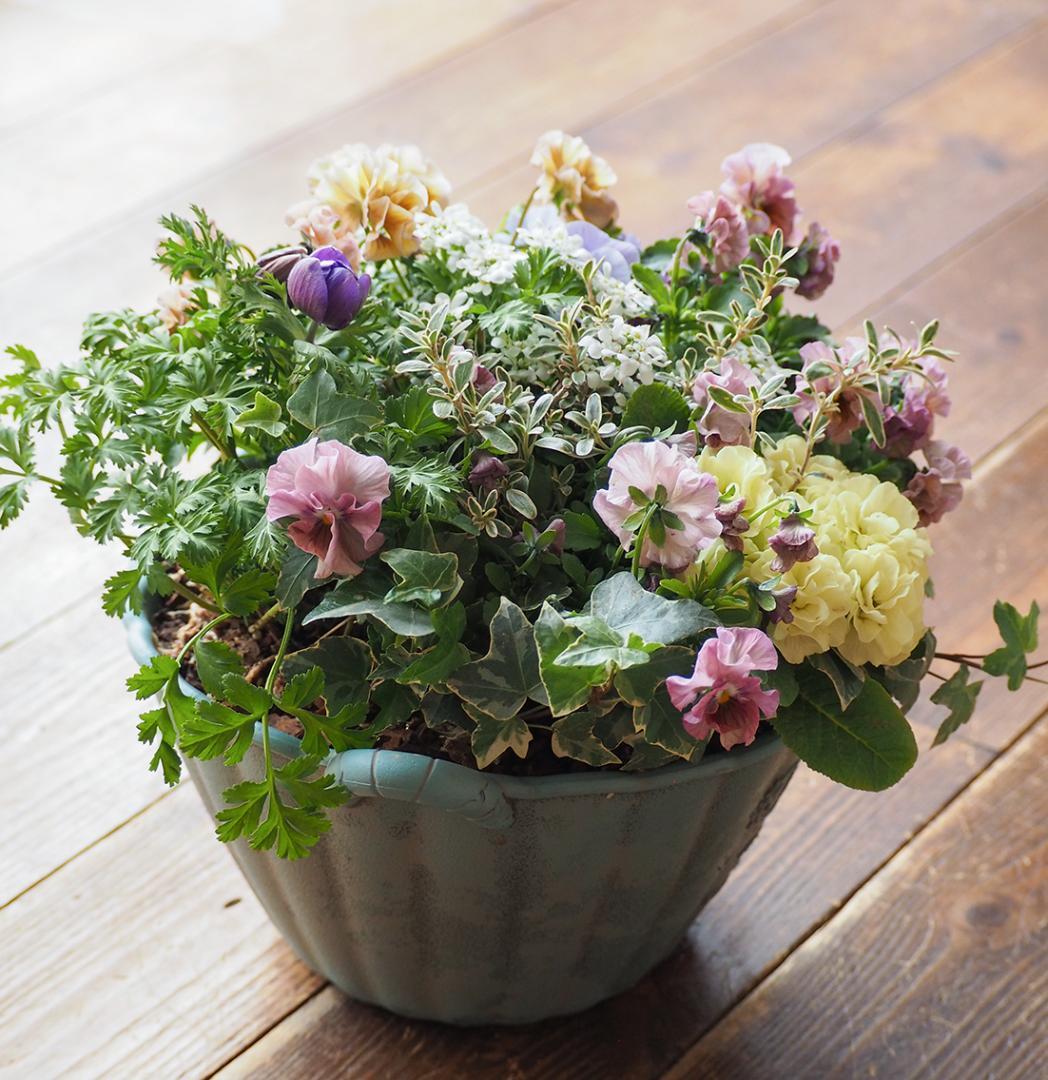 【お値下】アンティークな大人ピンクの寄せ植え