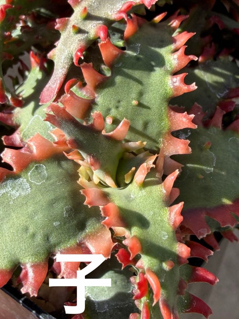 アロエ　ハイブリッド　Aloe hybrid 子株　第四種　Ju−10タイプ違い