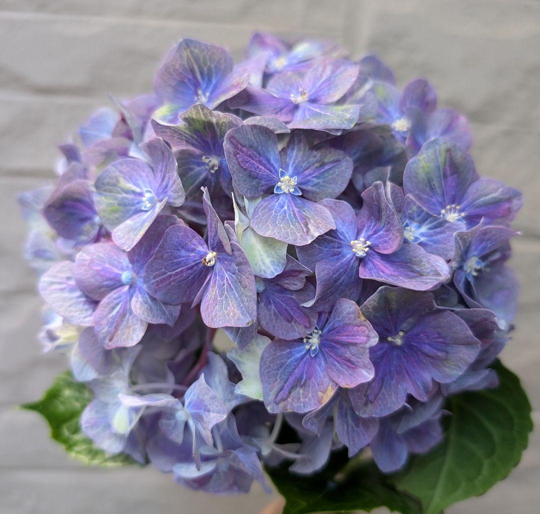 ♡～あんず～♡様