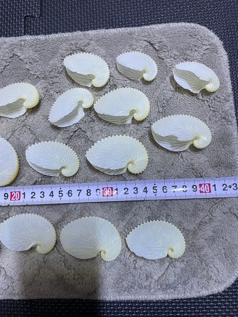 アオイガイ　葵貝　大小19個セット