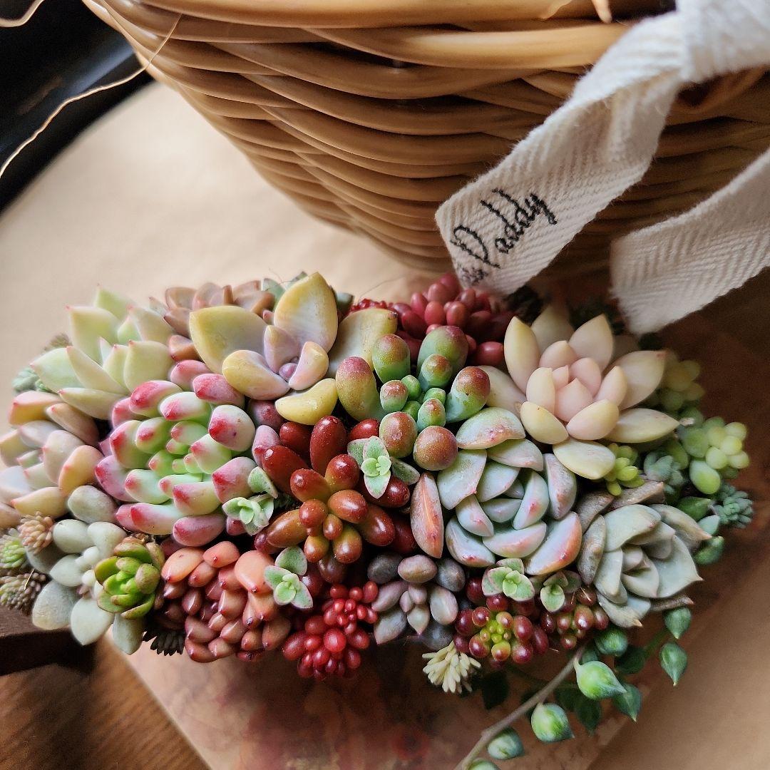 多肉植物寄せ植え　そのまま飾れる　大きなバスケット　おまけ付き♡